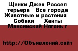Щенки Джек Рассел терьера - Все города Животные и растения » Собаки   . Ханты-Мансийский,Нягань г.